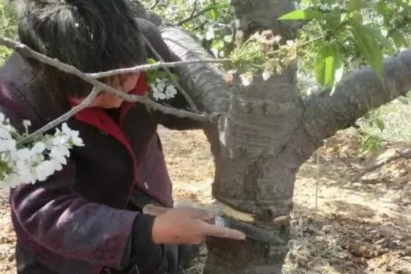 果树环割的作用,可促进枝叶茂盛生长