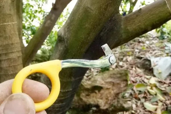 果树环割的作用,可促进枝叶茂盛生长