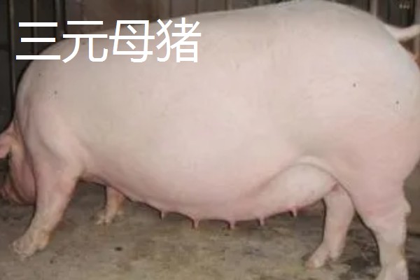 三元母猪和二元母猪有什么区别,品种、生长特点都不同