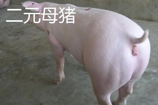 三元母猪和二元母猪有什么区别,品种、生长特点都不同
