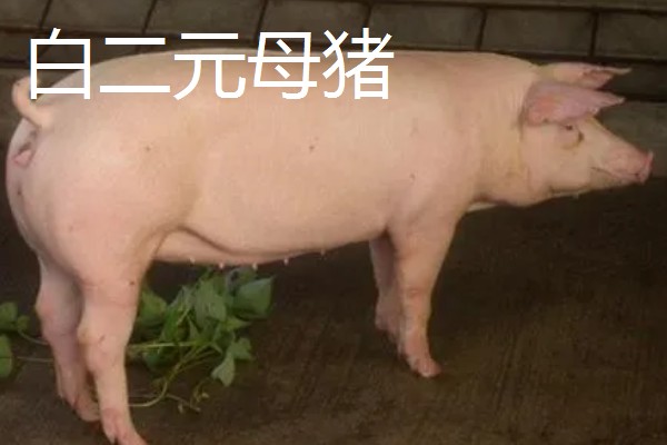 三元母猪和二元母猪有什么区别,品种、生长特点都不同