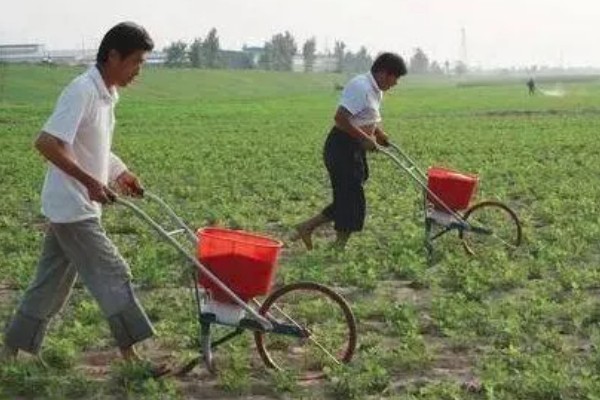 种植花生的技术,栽种时间是4月中旬到5月上旬