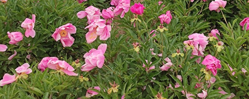 芍药怎么养殖，夏季每个星期浇一次水