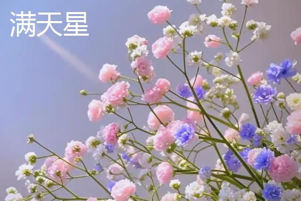 雪茄花与满天星的区别,科属及花色有所不同