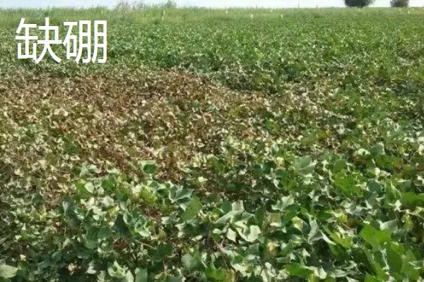 棉花微量元素的缺素症状，缺锌会导致棉花叶片小