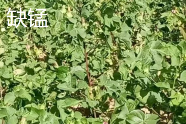 棉花微量元素的缺素症状，缺锌会导致棉花叶片小