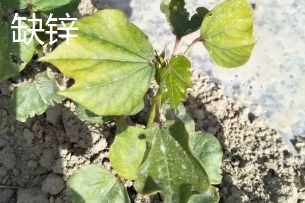 棉花微量元素的缺素症状，缺锌会导致棉花叶片小