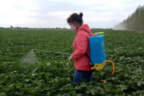 棉花微量元素的缺素症状，缺锌会导致棉花叶片小