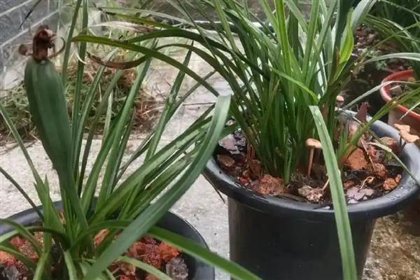 兰花结果的寓意，寓意典雅和高洁、坚贞不渝等