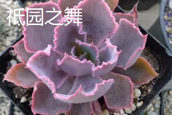 祗园之舞和晚霞之舞有什么区别，品种、形态、枝叶都不同