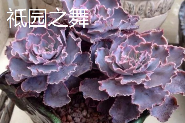 祗园之舞和晚霞之舞有什么区别，品种、形态、枝叶都不同