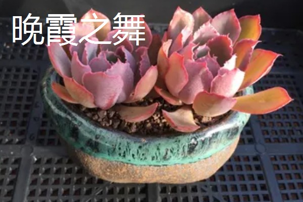 祗园之舞和晚霞之舞有什么区别，品种、形态、枝叶都不同