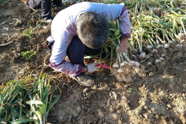 蒜头什么时候从地里挖起来,在每年的6月份从地里挖起来