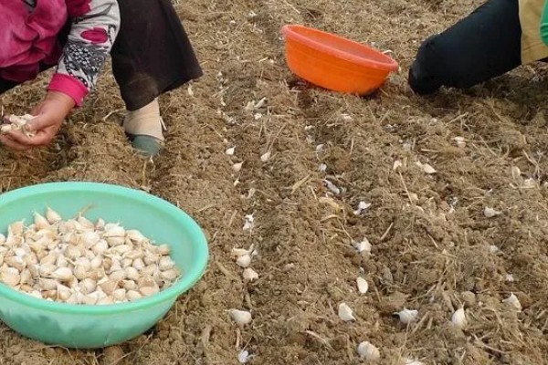 蒜头什么时候从地里挖起来,在每年的6月份从地里挖起来