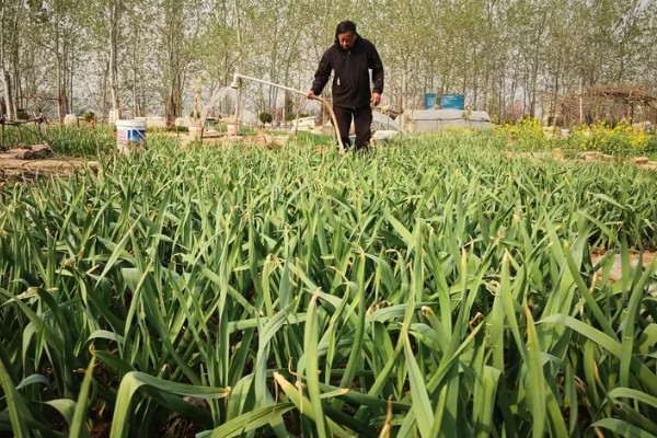 蒜头什么时候从地里挖起来,在每年的6月份从地里挖起来