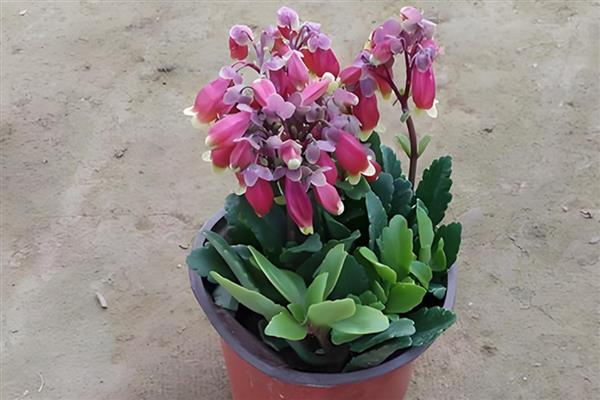 宫灯长寿花如何养殖，每2-3天浇1次水