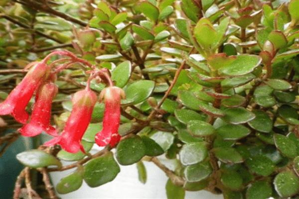宫灯长寿花如何养殖，每2-3天浇1次水