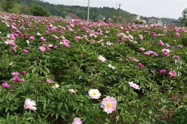 芍药怎么养殖，夏季每个星期浇一次水