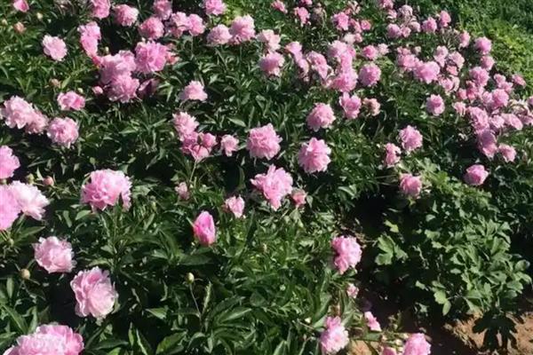 芍药怎么养殖，夏季每个星期浇一次水
