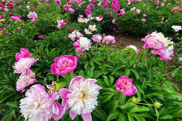 芍药怎么养殖，夏季每个星期浇一次水