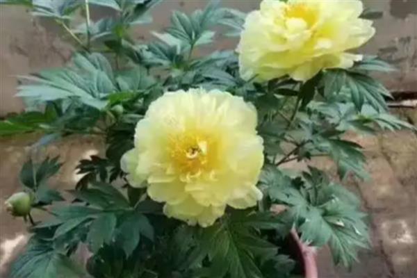 芍药怎么养殖，夏季每个星期浇一次水