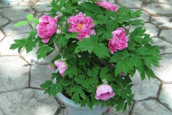 芍药怎么养殖，夏季每个星期浇一次水