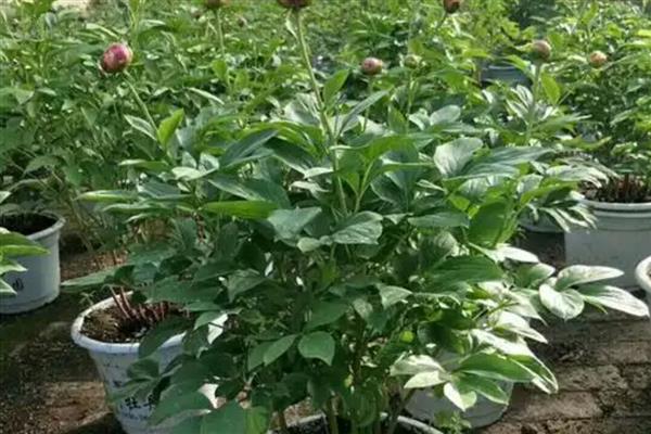 芍药怎么养殖，夏季每个星期浇一次水