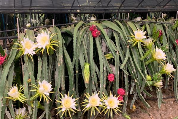 火龙果花为什么会变芽，一般是缺光、浇水过多等因素引起