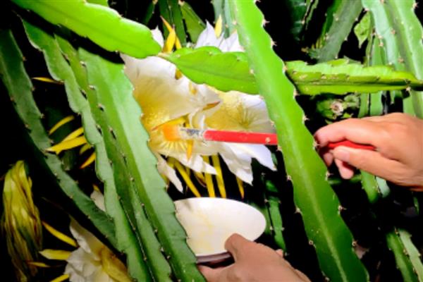 火龙果花为什么会变芽，一般是缺光、浇水过多等因素引起