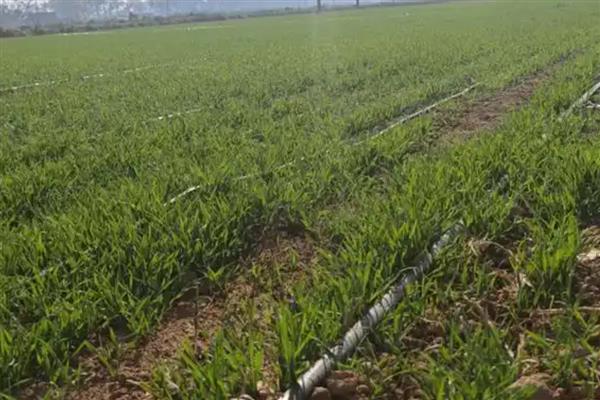 种小麦怎么防治野燕麦，数量较多时喷施燕麦畏乳油