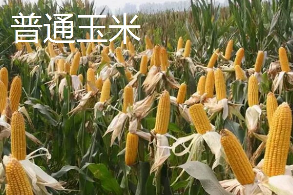 青贮玉米与普通玉米的区别，株型、用途、收获期都不同