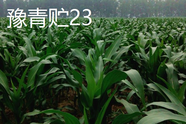 青贮玉米与普通玉米的区别，株型、用途、收获期都不同