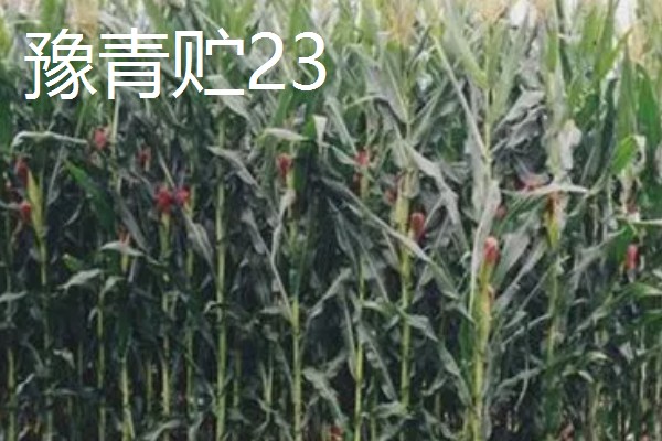 青贮玉米与普通玉米的区别，株型、用途、收获期都不同