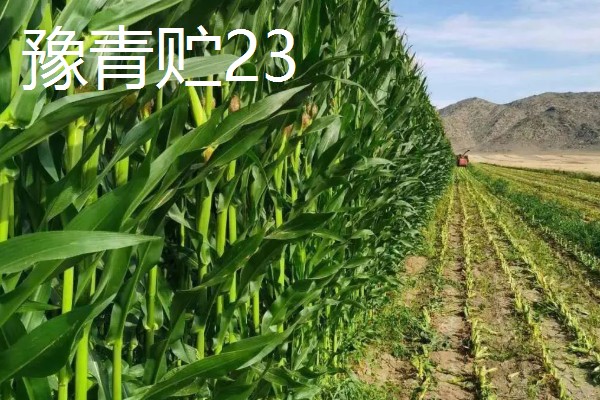 青贮玉米与普通玉米的区别，株型、用途、收获期都不同