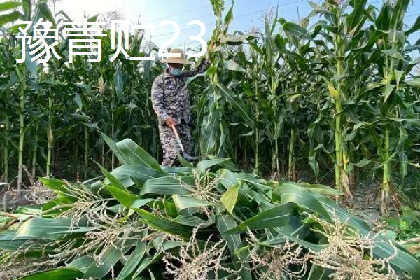 青贮玉米与普通玉米的区别，株型、用途、收获期都不同