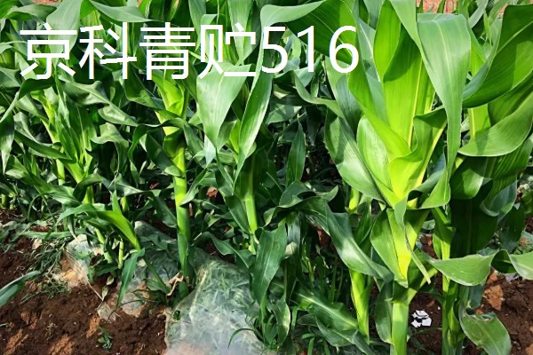 青贮玉米与普通玉米的区别，株型、用途、收获期都不同