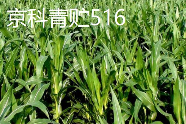 青贮玉米与普通玉米的区别，株型、用途、收获期都不同