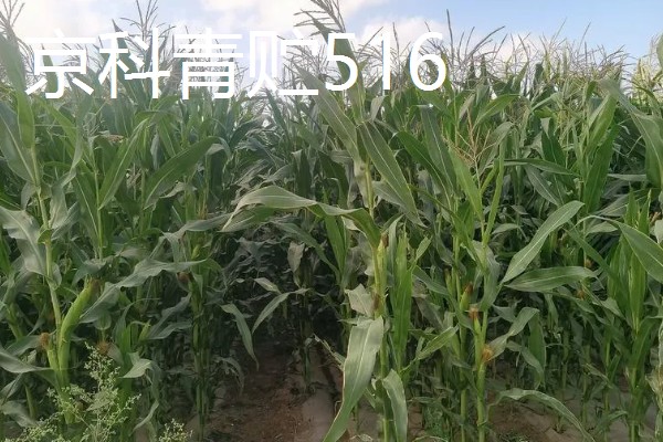青贮玉米与普通玉米的区别，株型、用途、收获期都不同