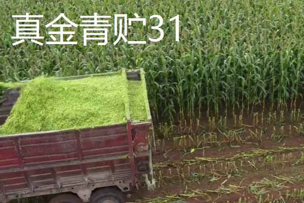 青贮玉米与普通玉米的区别，株型、用途、收获期都不同