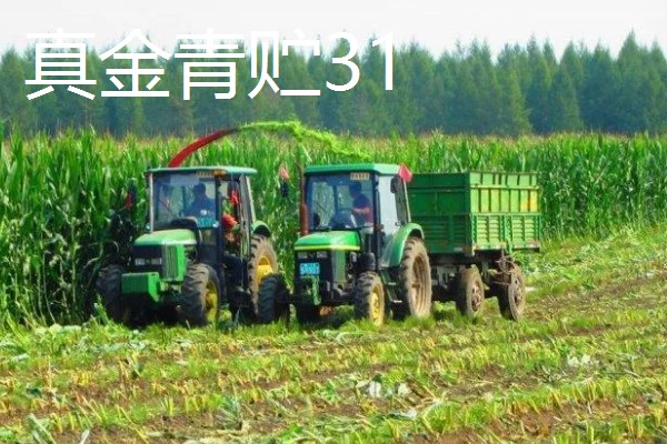 青贮玉米与普通玉米的区别，株型、用途、收获期都不同