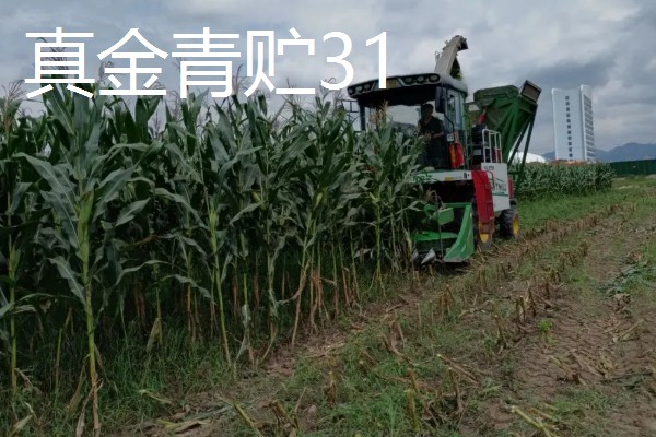 青贮玉米与普通玉米的区别，株型、用途、收获期都不同