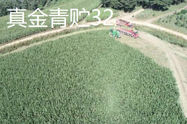 青贮玉米与普通玉米的区别，株型、用途、收获期都不同
