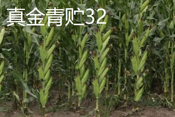 青贮玉米与普通玉米的区别，株型、用途、收获期都不同