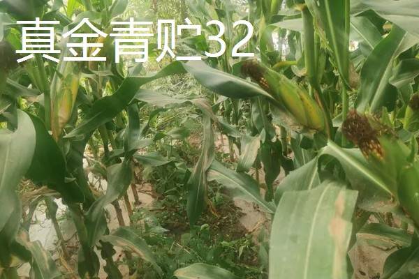 青贮玉米与普通玉米的区别，株型、用途、收获期都不同