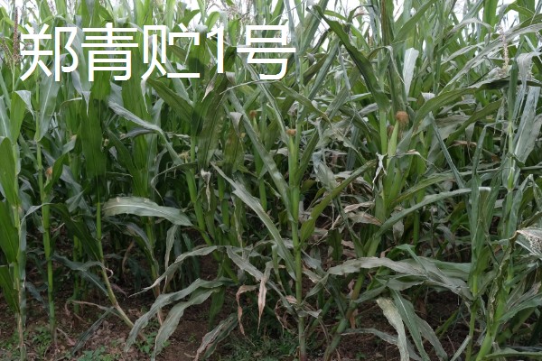 青贮玉米与普通玉米的区别，株型、用途、收获期都不同