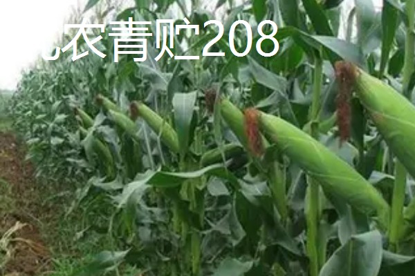 青贮玉米与普通玉米的区别，株型、用途、收获期都不同