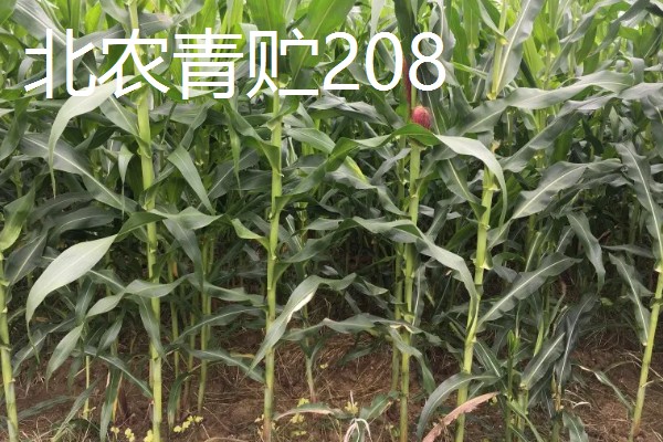 青贮玉米与普通玉米的区别，株型、用途、收获期都不同