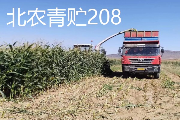 青贮玉米与普通玉米的区别，株型、用途、收获期都不同