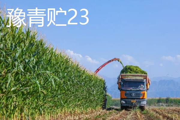 青贮玉米与普通玉米的区别，株型、用途、收获期都不同