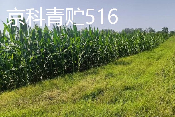 青贮玉米与普通玉米的区别，株型、用途、收获期都不同
